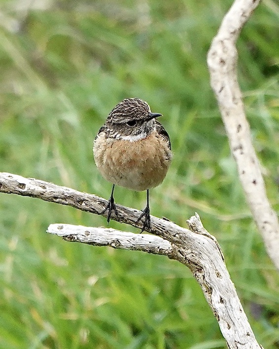 stonechat